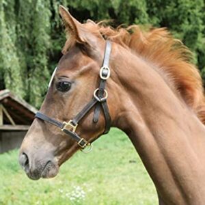 Braunes Fohlen mit Halfter aus Leder vor einem Holzstable