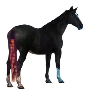 LED-Pferdeschwanz-Lichter mit hoher Helligkeit für sichere Nachtfahrt bei Pferdesportanlagen, wiederaufladbar und langlebig