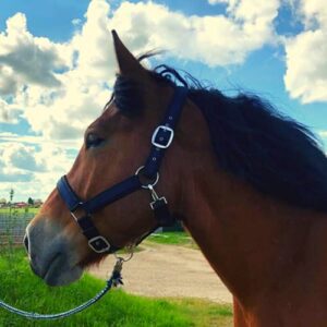 Halfter für Pferde Kaltblut, Halfter xxfull, Stallhalter, verstellbar 2 Fach an Kinnriemen und Genickstück, Schwarz-Blau, XFull (Kaltblut)