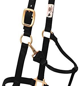 Verstellbares Nylon-Pferdehalfter von Weaver Leather, schwarz, Arabisch/Cob. Hochwertiges Nylonmaterial, robuste Messingbeschläge und belastungspunkte mit Box-Nähten für Stärke und Haltbarkeit.