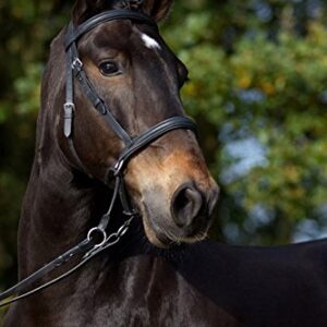 Barefoot Gebisslose Zäumung für Pferde - Bittless Bridle und Sidepull in einem - Weich gepolstert mit breitem Nasen-, Stirn-und Genickstück - ideal für Western, Englisch und Wanderreiten - COB schwarz
