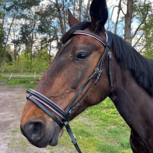Brama West Ledertrense Pferd Sparkle, Reithalfter mit Antislip Zügel und Strasssteinen in Rosa, Größe Full