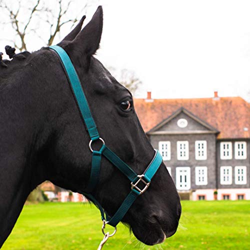 Pferdelinis Halter für Warmblut, Vollblut und Kaltblut - Stallhalter und Weidehalter mit 2-Fach verstellbaren Dornschnallen, sicher und reißfest (Grün, Warmblut)