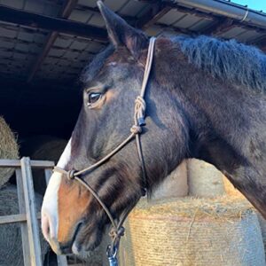 Pferdelinis Knotenhalfter für Bodenarbeit - ein Pferd mit braun-beiger Farbe und geflochtener Mähne steht vor einem Holzzaun neben einem Steinpfeiler, das Pferd trägt einen Halter und hat eine Nasenschnur