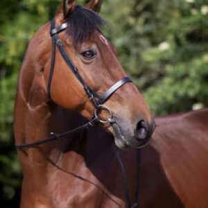 Hochwertiger Riding World Trensenzaum Nasenriemen für Französisches Reithalfter in Schwarz, ideal für Pferdehalter