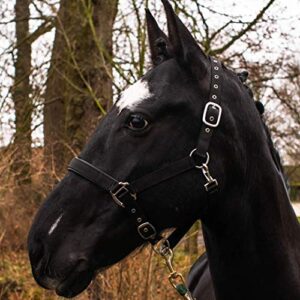 Pferdelinis Halfter für Warmblut, Vollblut und Kaltblut - 2-Fach verstellbare Dornschnallen - sicher & reißfest (Schwarz)